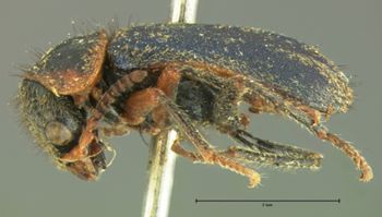 Media type: image;   Entomology 3451 Aspect: habitus lateral view